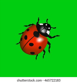 Red ladybird on a green background.