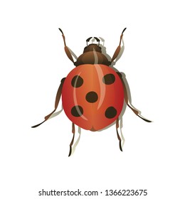 Red ladybird on white background. Vector illustration.