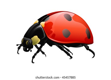 the red ladybird on a white background