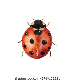 Red ladybug with black spots macro