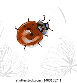 Red ladybug and flowers. Isolated on white background, vector insect illustration