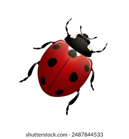 Red ladybug icon on a white background. Vector illustration