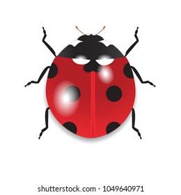 Red Ladybug isolated on a white background
