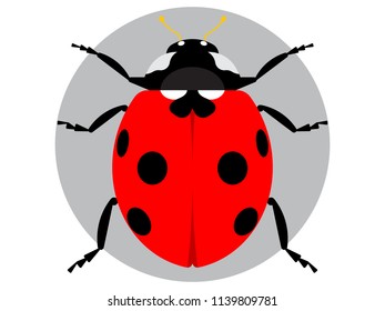 Red ladybug isolated on white. Vector illustration in flat style.