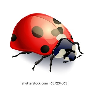 red ladybug isolated on white. realistic vector illustration