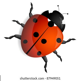 Red ladybug isolated on white