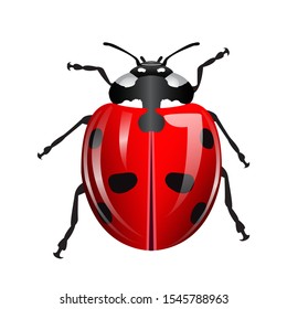 red ladybug with isolated white background.