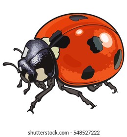 Red ladybug, ladybird with black spots, sketch illustration isolated on white background. color realistic hand drawing of ladybug or ladybird on white background