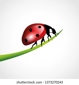 red ladybug on a blade of grass isolated on white vector illustration EPS10