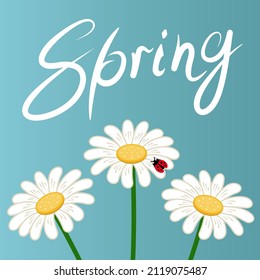 Red ladybug on camomile flower. Vector color illustration.