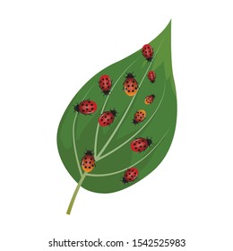 red ladybug on a green leaf. animals and plants. natural theme background with isolated white background.