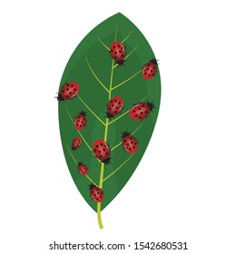 red ladybug on a green leaf.