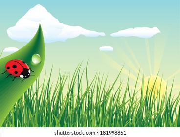 Red ladybug on a green leaf