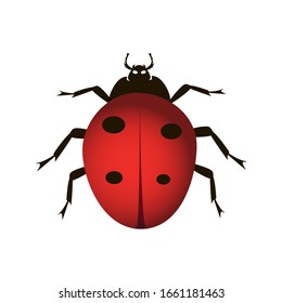 Red ladybug on white background. Vector illustration in trendy flat style. EPS 10.
