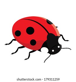 Red ladybug on a white background