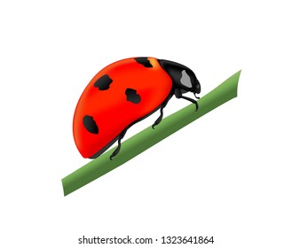 Red ladybug sitting on a green branch, side view
