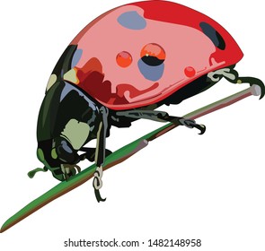 Red ladybug sticking on the branches vector.