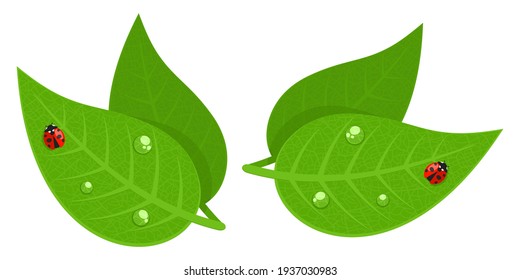 Ladybug Rojo Y Botas De Agua En La Hoja Verde Aislado Vector Ilustración Arte