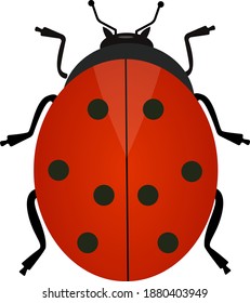 Red ladybug,illustration, vector on white background.