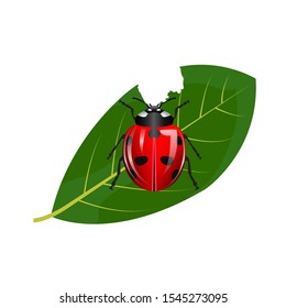 red ladybugs eat green leaves. Damaged leaves eat insect pests. image with isolated white background.