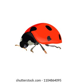 Red ladybugs. Vector ladybird isolated on white background eps10