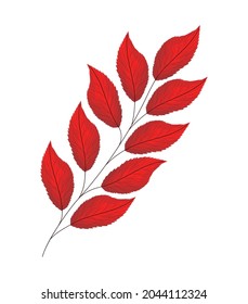 red lanceolate leaves over white