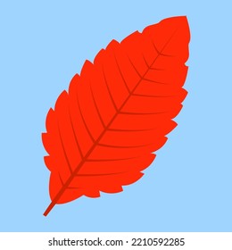 red leaf on a blue background