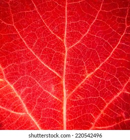 Red Leaf Texture, Vector Illustration