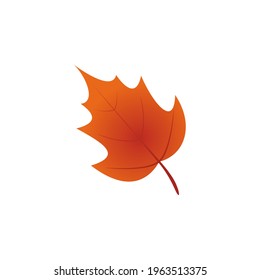 Red Leaf Vector Stock Illustration 