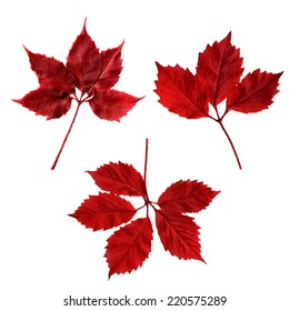 Red Leaves, Vector Illustration