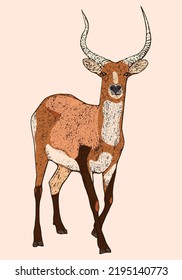 Red Lechwe, Deer Engraved Illustration, African Wild Animal