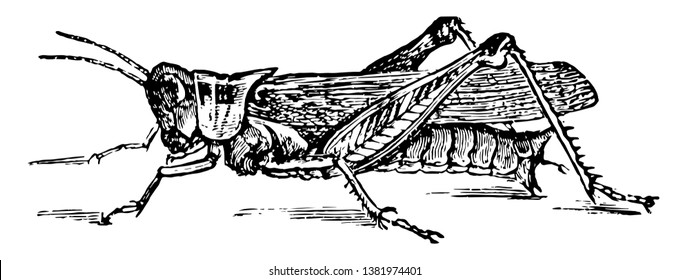 Grasshopper Images, Stock Photos & Vectors | Shutterstock