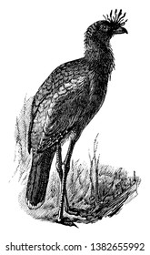 Red Legged Seriema is a predatory terrestrial bird in the Cariamidae family of seriemas, vintage line drawing or engraving illustration.