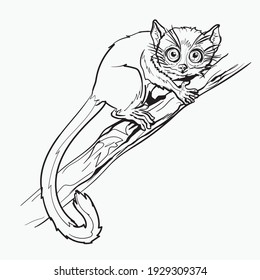 Red lemur. A small animal with a very long tail.Isolated in white background. Coloring page for children and adults, hand drawn illustration

