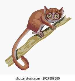 Red lemur. A small animal with a very long tail.Isolated in white background. Full color with stroke vector illustration
