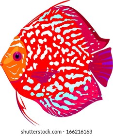 Red leopard discus fish