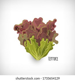 Red lettuce leaves isolated on white background. Fresh ingredient for salad in flat style. Lettering Lettuce. Healthy organic vegetarian food vector Illustration.