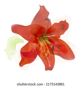 Red lily- amaryllis, vector illustration, watercolor style. Artistic design element, flower.Summer blossom. 