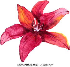 Red lily flower drawing by watercolor, hand drawn vector illustration