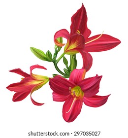 red lily flower isolated