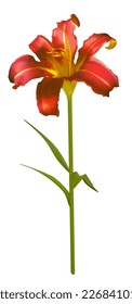 Red lily. Flower on a stem. Isolated. Floral background.