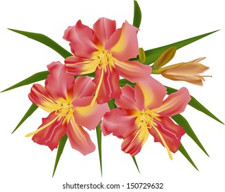 red lily illustration on white background