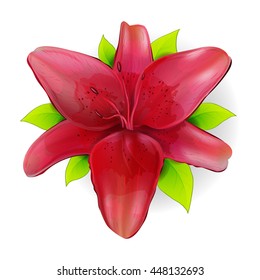 red lily  isolated with green leaves vector