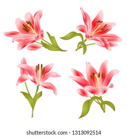 Red Lily  Lilium candidum,flower with leaves and bud on a white background set two vintage vector illustration editable hand drawn