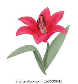 Red lily tropical flower. Vector isolated plant on white background.