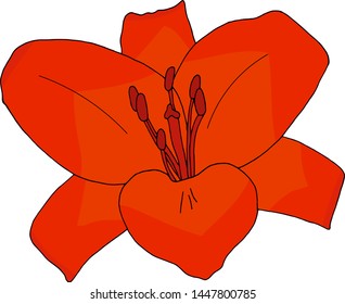 Red lily vector illustration drawing by hand liner traced and painted
