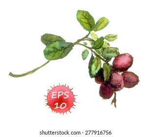Red lingonberry. Watercolor vector 