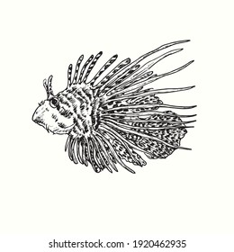 The red lionfish Pterois volitans zebrafish  side view  Ink black   white doodle drawing in woodcut outline style  Vector illustration