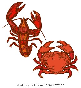 Red Lobster and crab ink drawing hand drawn vector illustration isolated on white background