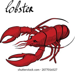 Red lobster, crab, sea food, vector isolated illustration and lettering on bright background. Concept for logo, print, cards